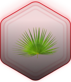Saw Palmetto